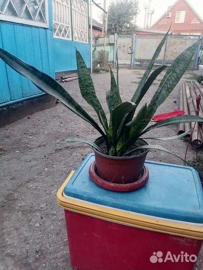 Комнатные цветы