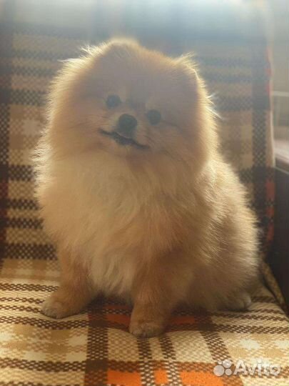 Мини шпиц вязка