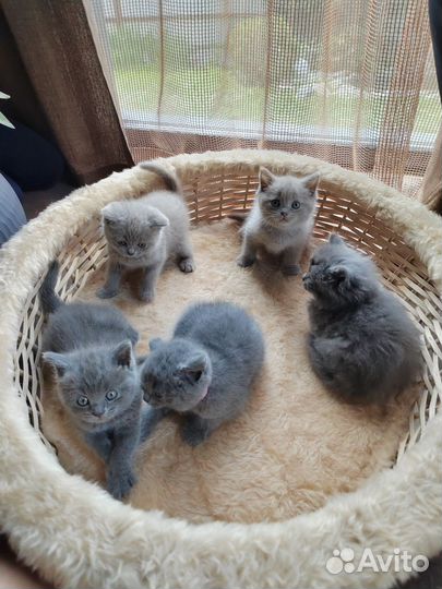 Британские котята