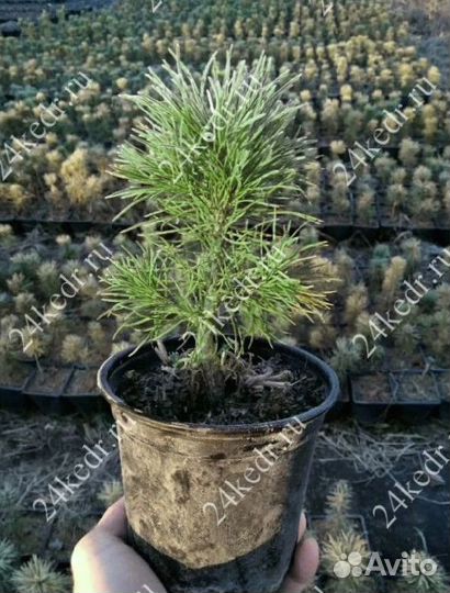 Саженцы кедра