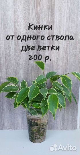 Фикусы разные