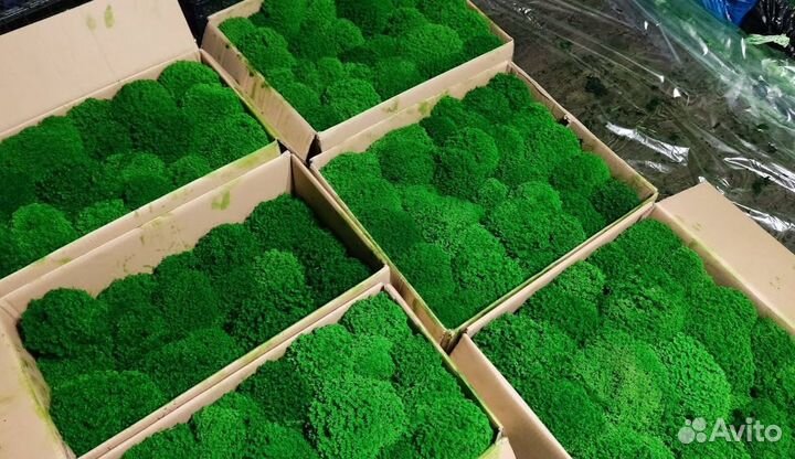 Отличный свежий яркий мох