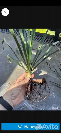 Юкка садовая