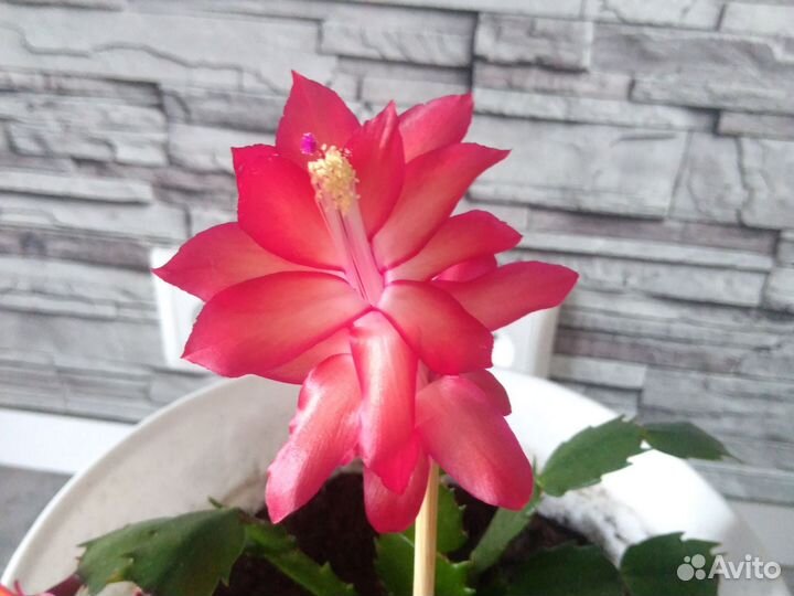 Декабрист.Лазоревый