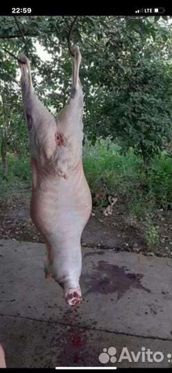 Мясо баранины