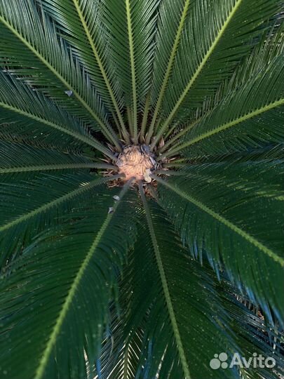 Пальма Цика(Саговник)