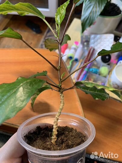 Гибискус купера