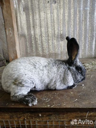 Кролики мясных пород