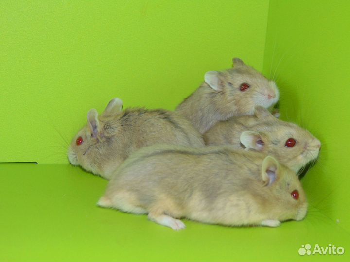 Карликовые хомяки. Кэмпы