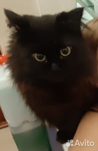 Кот Пусик