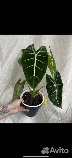 Alocasia micholitziana