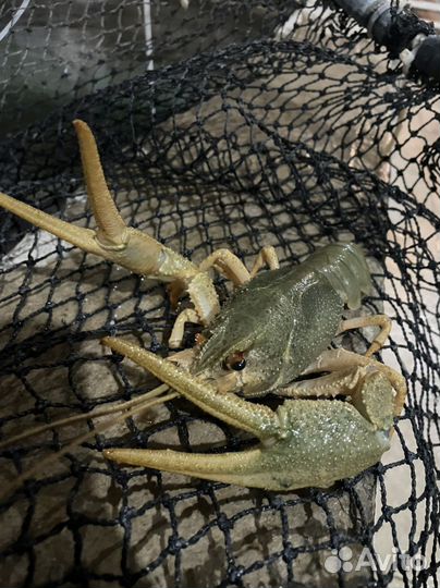 Живые раки, рыба оптом и в розницу