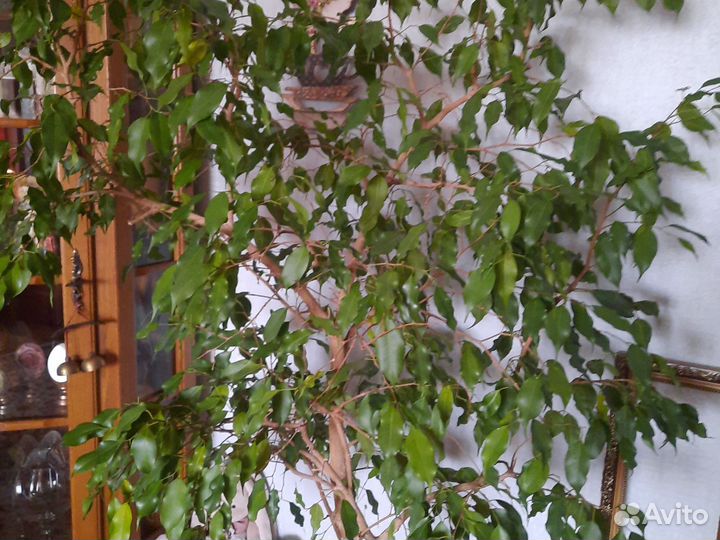 Фикус бенджамина