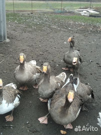 Гуси Тульские горбоносые