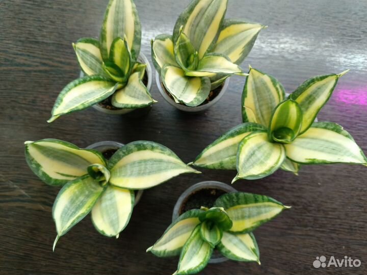 Сансевиерия Голд флейм и Ханни голд