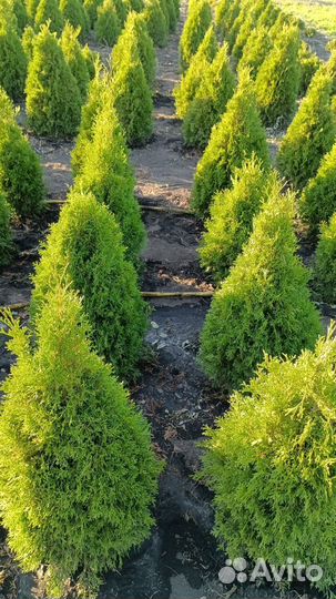 Туи смарагд