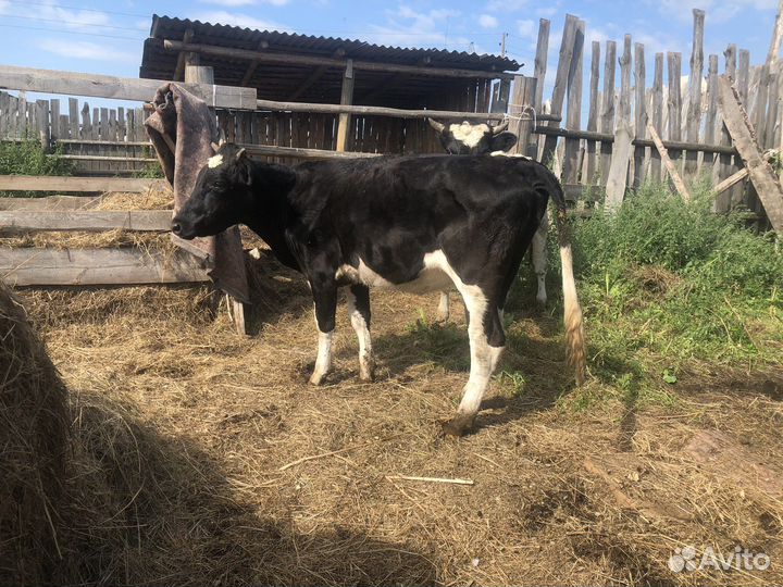 Телка и бык