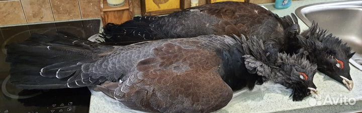 Глухарь птица