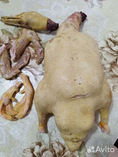 Мясо домашней птицы