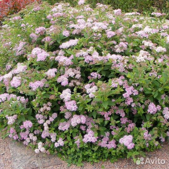 Спирея литл принцесс