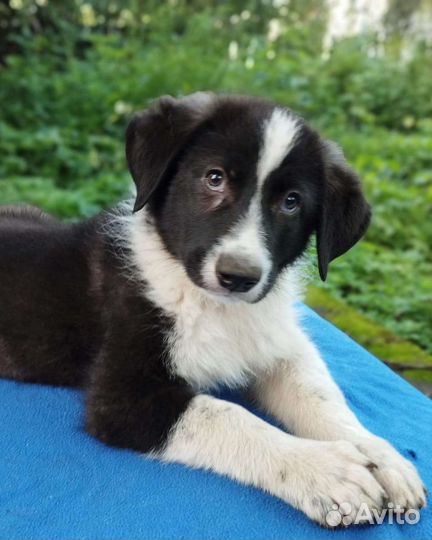 Щенок в дар