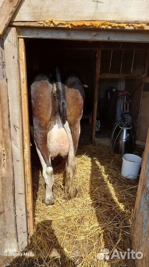 Корова дойная