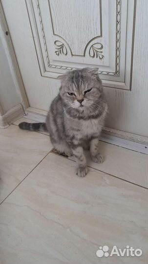 Кошки вислоухие бесплатно