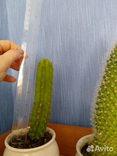 Кактус 2 шт набор