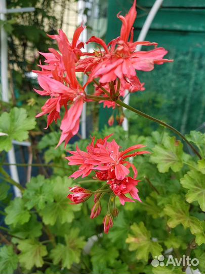 Пеларгония герань