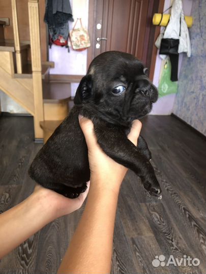 Французский бульдог