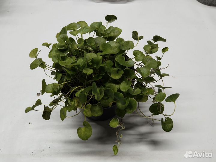 Ампельные растения для кашпо