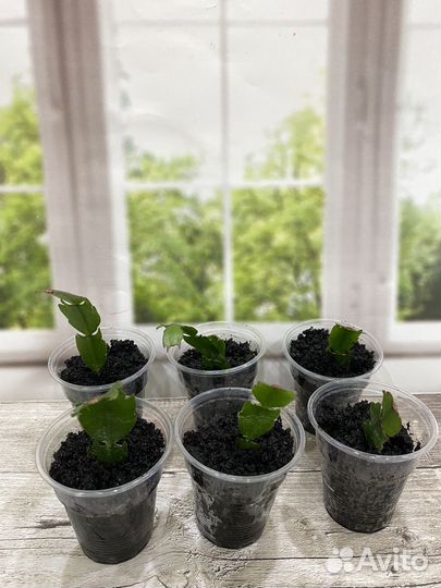 Декабрист желтый