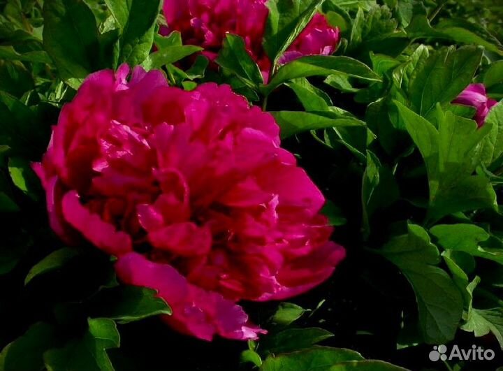 Пион древовидный Red Flower Hidden Among Twigs Саж