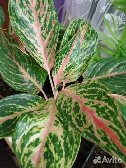 Аглаонема баттерфляй. Крит