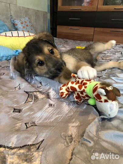 Восхитительный щенок Гоша, в дар