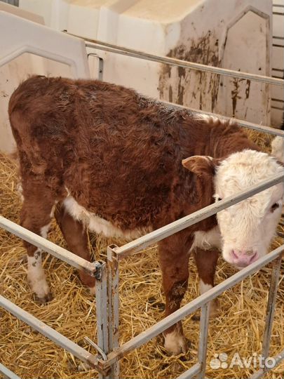 Телята бычки