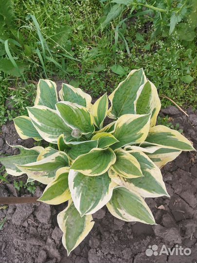 Хоста растение