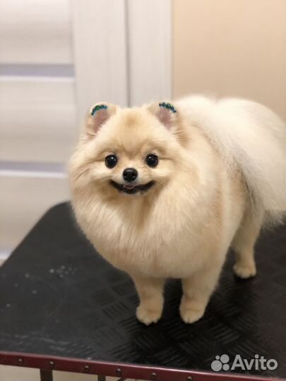 Стрижка животных