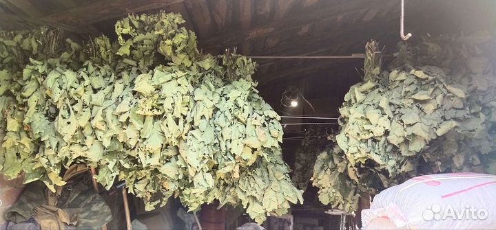 Дубовые веники для бани