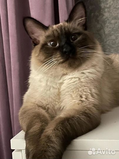 Тайские котята
