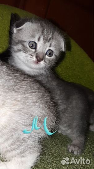 Шотландские котята