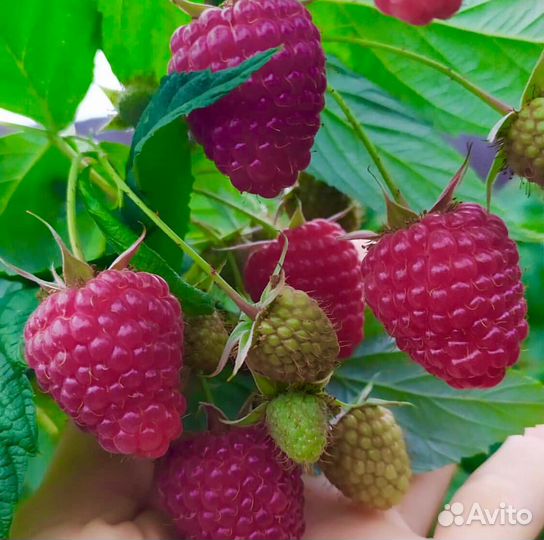 Саженцы малины нижегородец