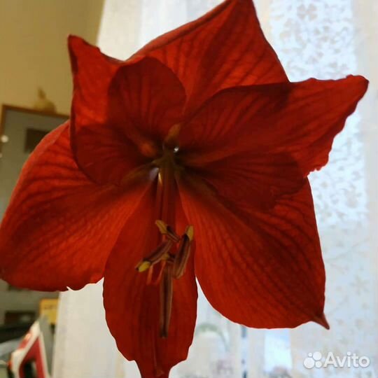 Амариллис ярко красный