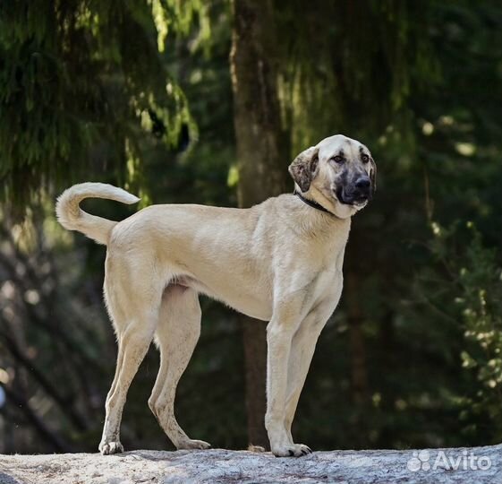 Турецкий кангал в дар