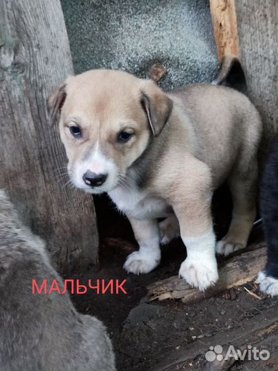 Щенки в добрые руки