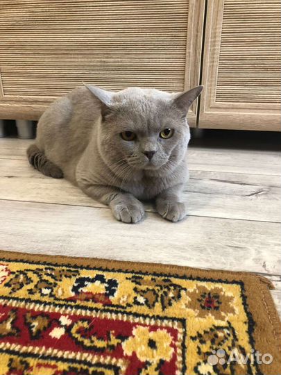 Шотландская