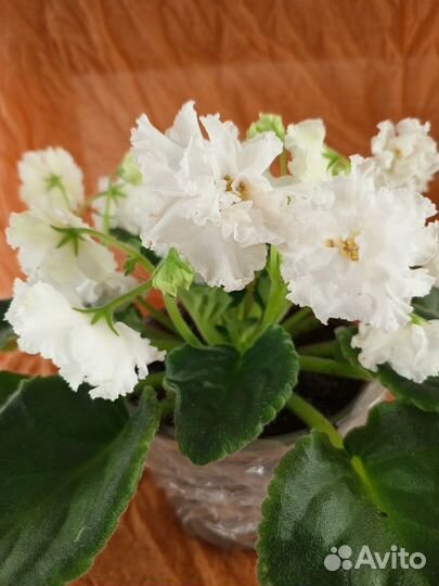 Хойя карноза