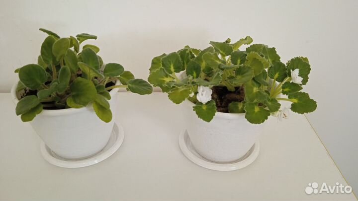 Цветы фиалка и юкка