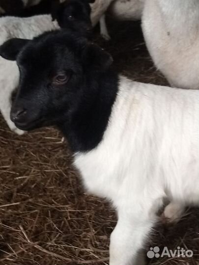 Баранчики дорпер