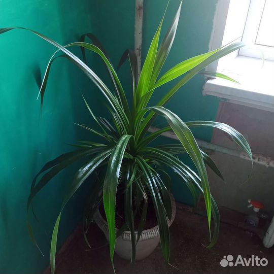 Пальма панданус